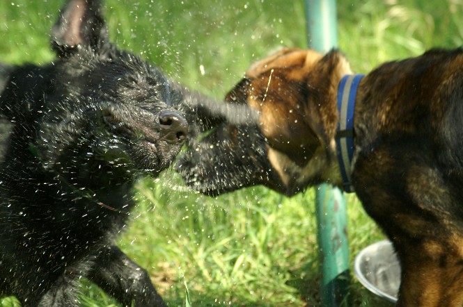 Wasserratten :-)