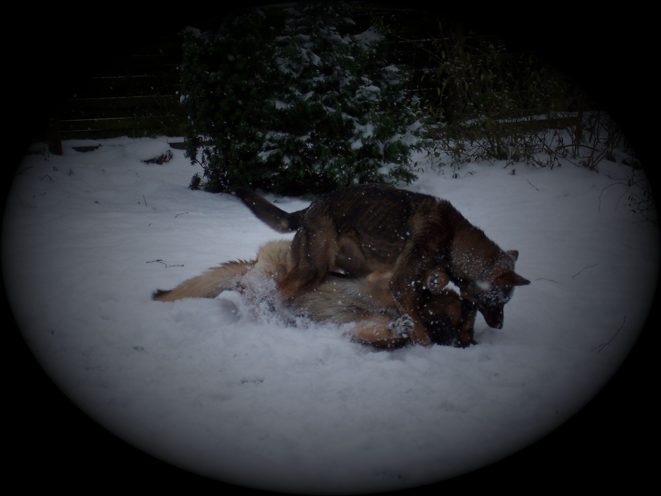 Schneespaß mit Ayk