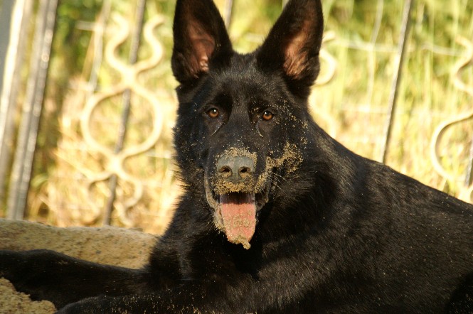 Ares vom Weinberg