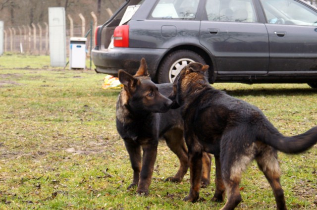 Bandulf und Brynia