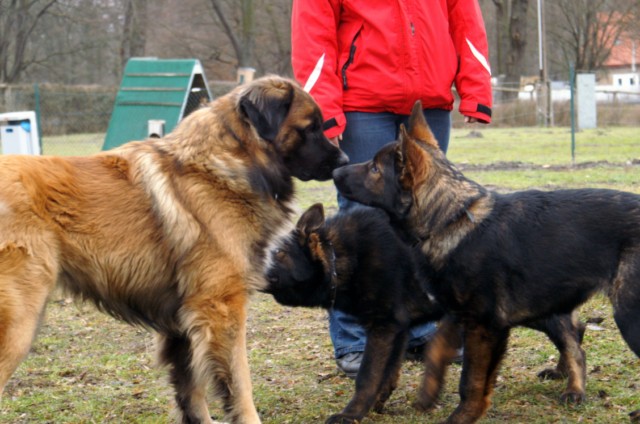 Bandulf Brynia und Balu
