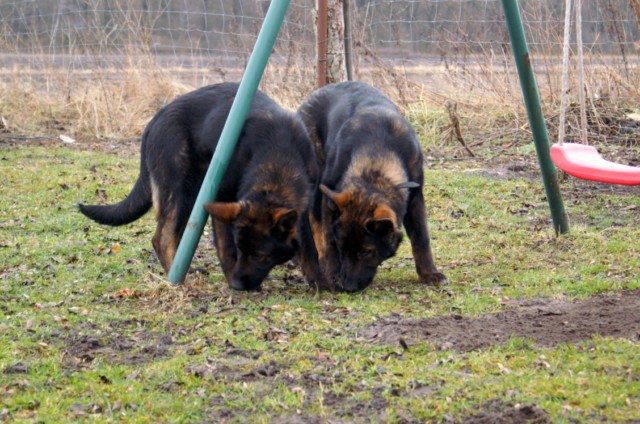 Bandulf und Brynia