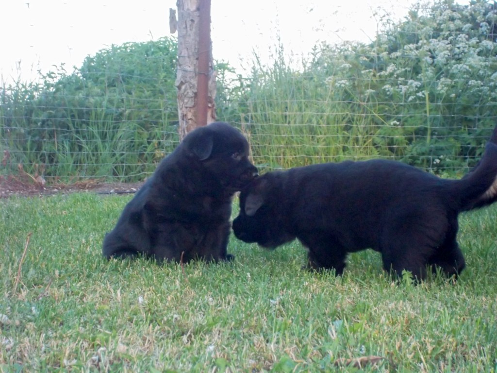 Dahoma und Duana vom Weinberg