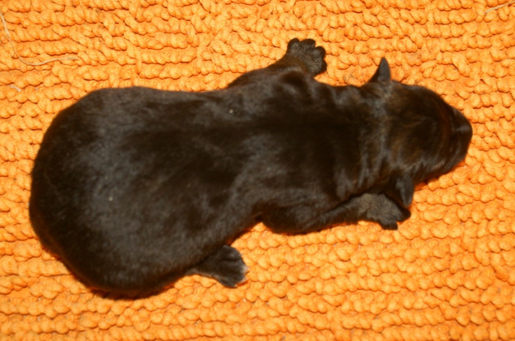Dracon vom Weinberg