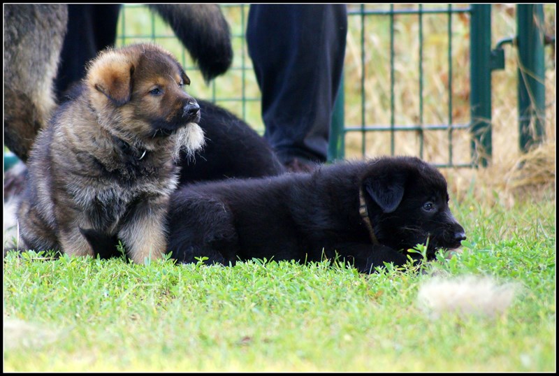 Fergus und Fjord