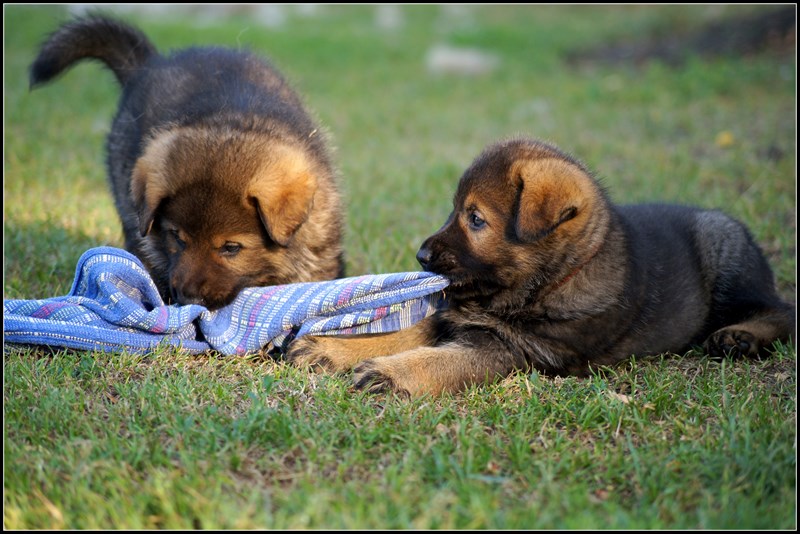 Fergus und Farida