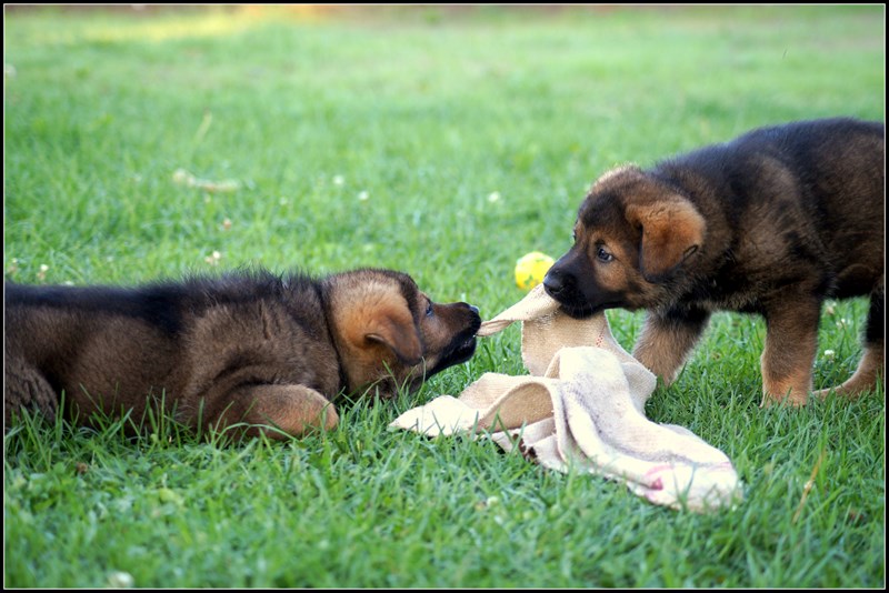 Fergus und Farida