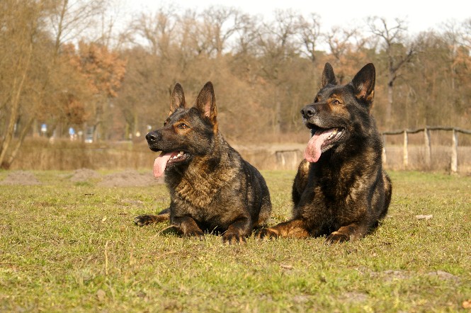 Fenja und Chicco